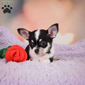 Mabel, Chihuahua Puppy
