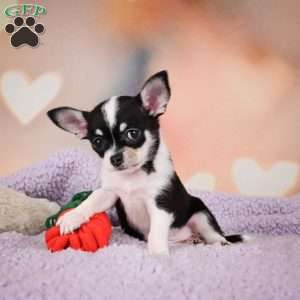 Mabel, Chihuahua Puppy