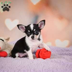 Mabel, Chihuahua Puppy