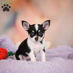 Mabel, Chihuahua Puppy
