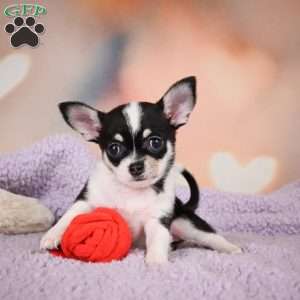 Mabel, Chihuahua Puppy