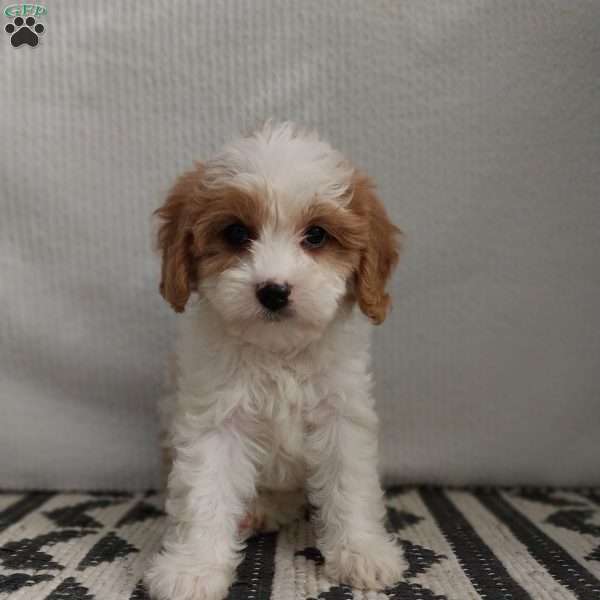 Hannah, Cavapoo Puppy