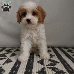 Hannah, Cavapoo Puppy