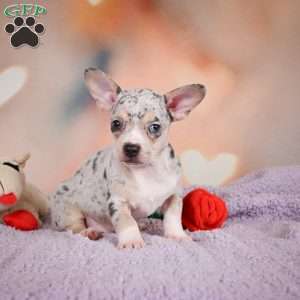 Jeremy, Chihuahua Puppy