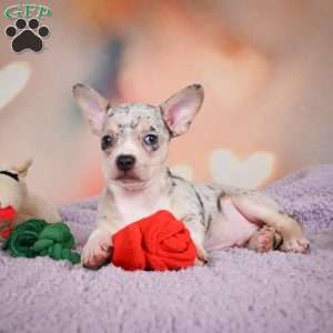 Jeremy, Chihuahua Puppy