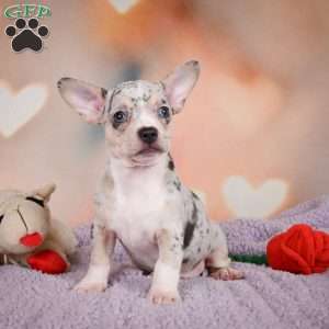 Jeremy, Chihuahua Puppy