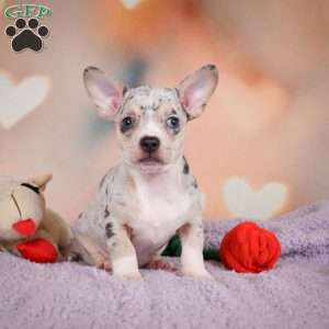 Jeremy, Chihuahua Puppy