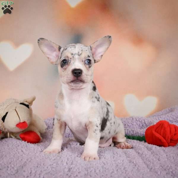 Jeremy, Chihuahua Puppy