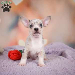 Jeremy, Chihuahua Puppy
