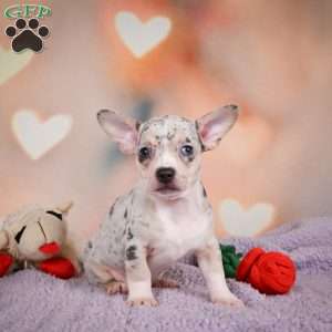 Jeremy, Chihuahua Puppy