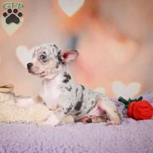 Jeremy, Chihuahua Puppy