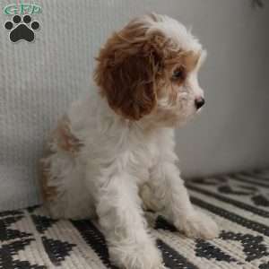 Hannah, Cavapoo Puppy