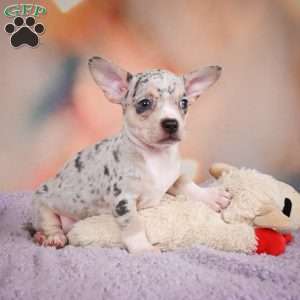 Jeremy, Chihuahua Puppy