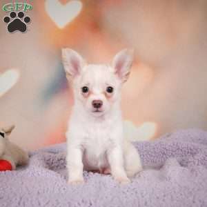 Duke, Chihuahua Puppy