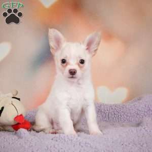 Duke, Chihuahua Puppy