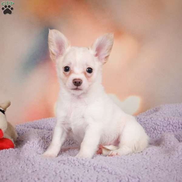 Duke, Chihuahua Puppy