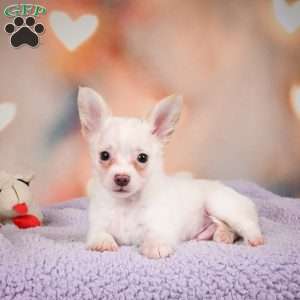 Duke, Chihuahua Puppy