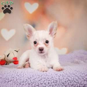 Duke, Chihuahua Puppy