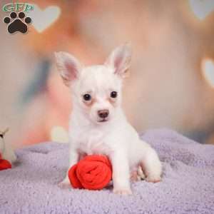 Duke, Chihuahua Puppy