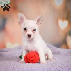 Duke, Chihuahua Puppy
