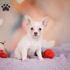 Duke, Chihuahua Puppy