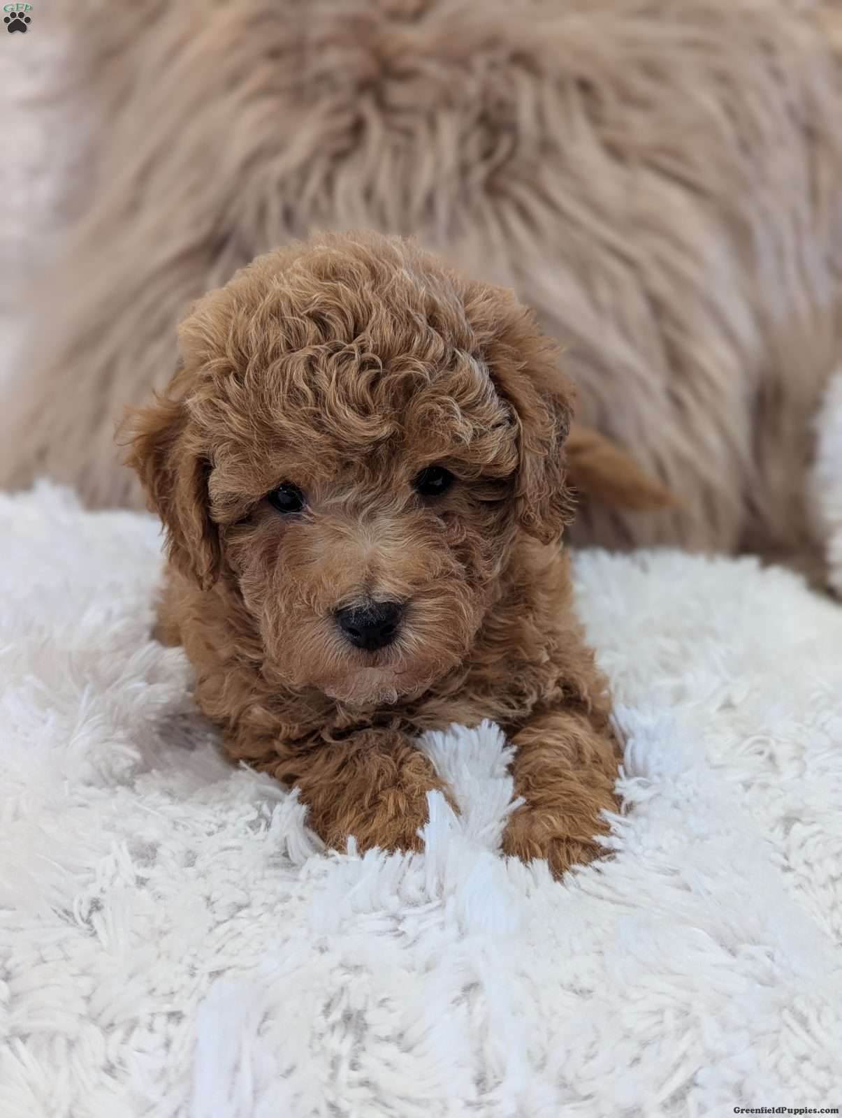Archie (Bich-Poo, Male) in Sugarcreek, OH