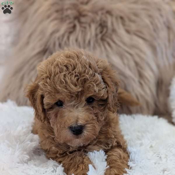 Archie, Bich-Poo Puppy