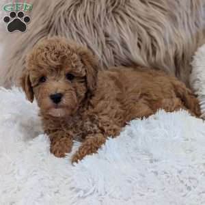 Archie, Bich-Poo Puppy