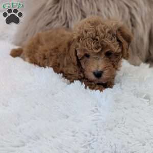 Archie, Bich-Poo Puppy