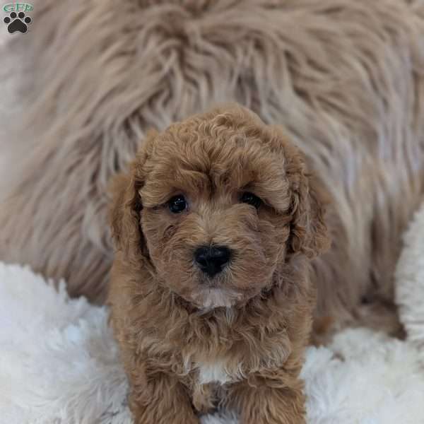 Moose, Bich-Poo Puppy