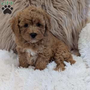 Moose, Bich-Poo Puppy