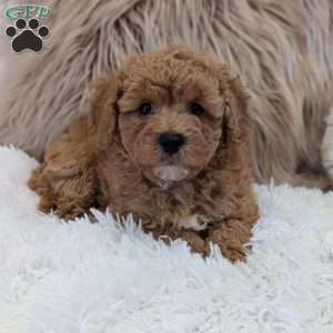 Moose, Bich-Poo Puppy