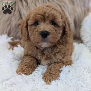 Moose, Bich-Poo Puppy