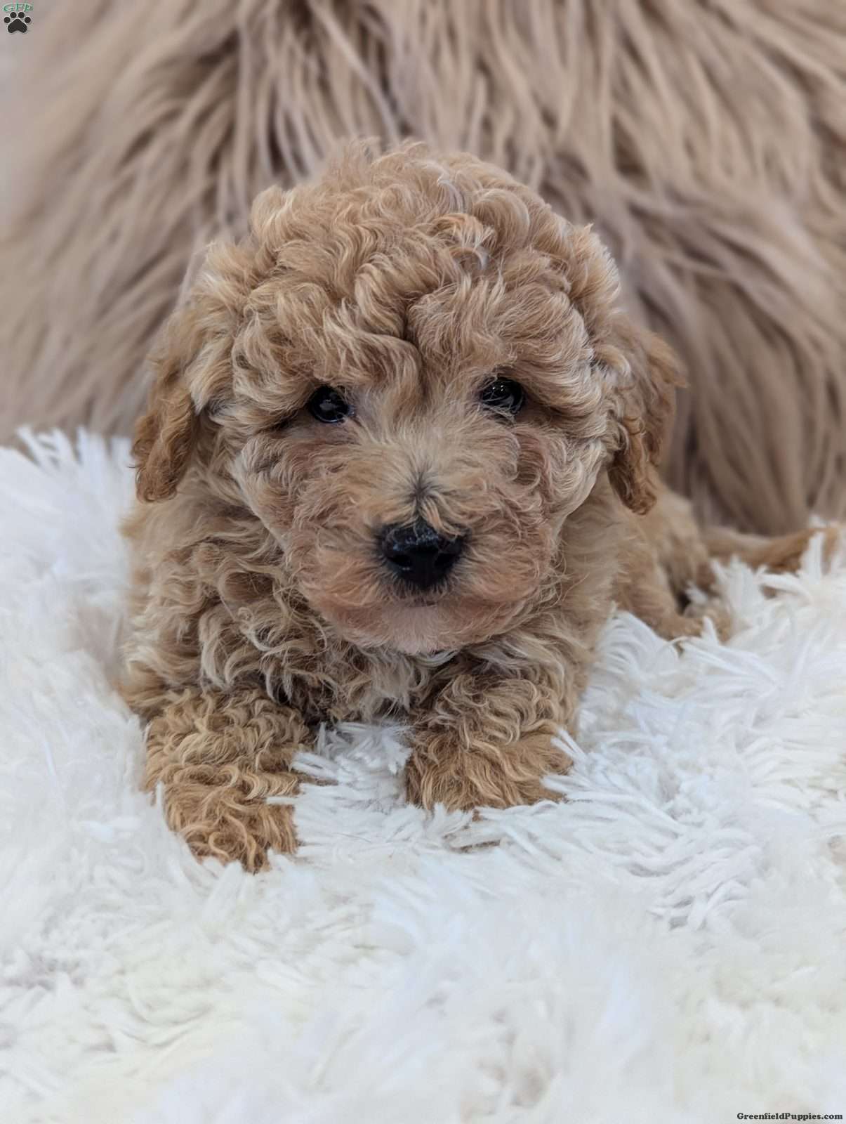 Ollie (Bich-Poo, Male) in Sugarcreek, OH