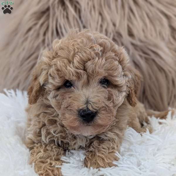 Ollie, Bich-Poo Puppy