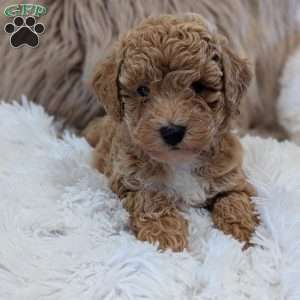 Ada, Bich-Poo Puppy