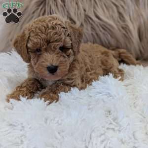Ada, Bich-Poo Puppy