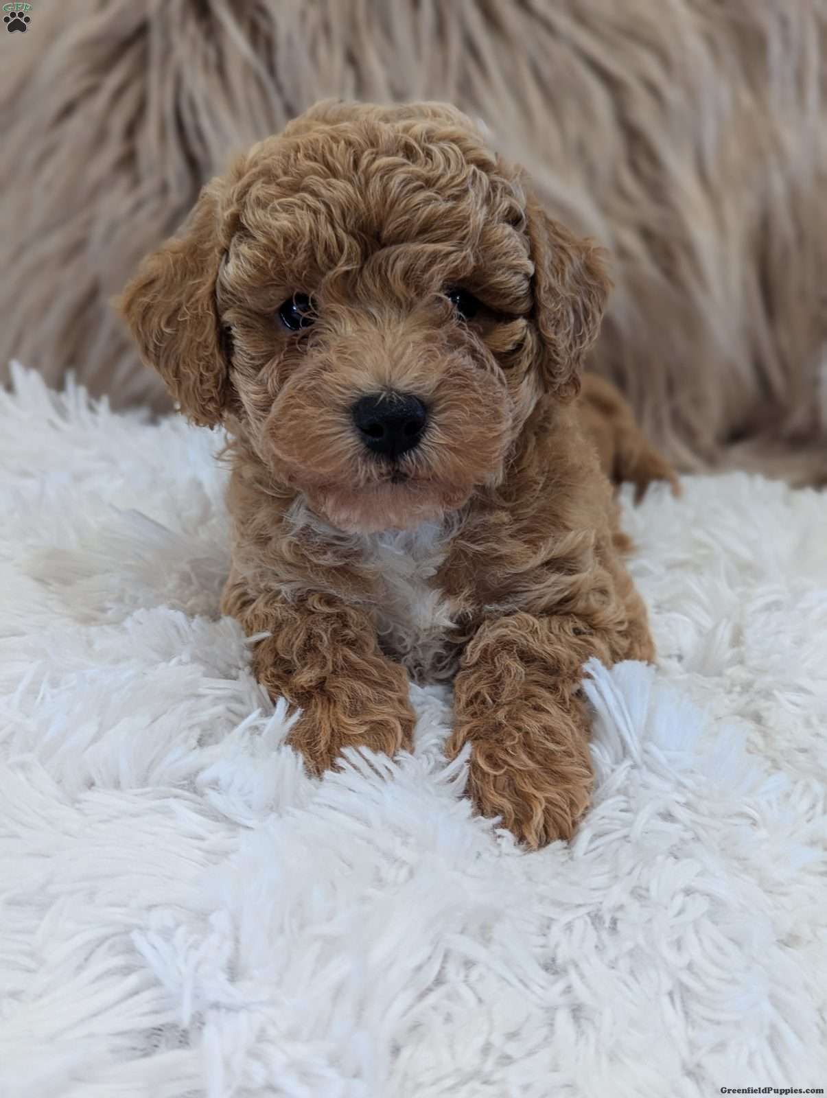Ada (Bich-Poo, Female) in Sugarcreek, OH