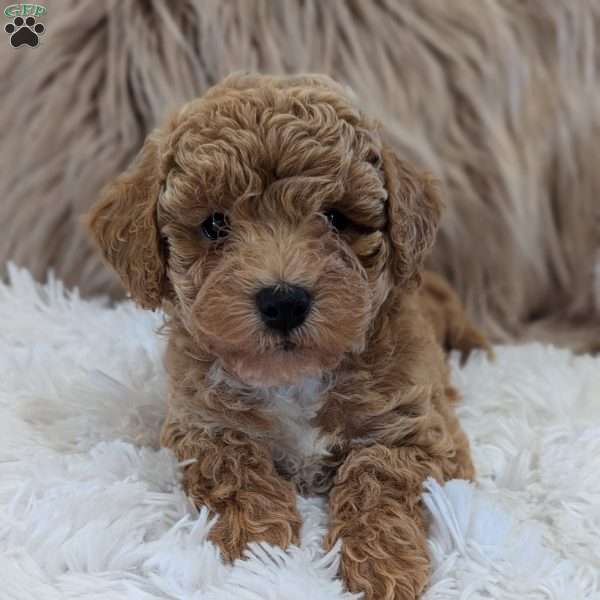 Ada, Bich-Poo Puppy