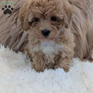 Zara, Bich-Poo Puppy