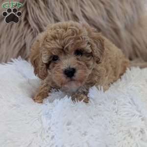 Zara, Bich-Poo Puppy