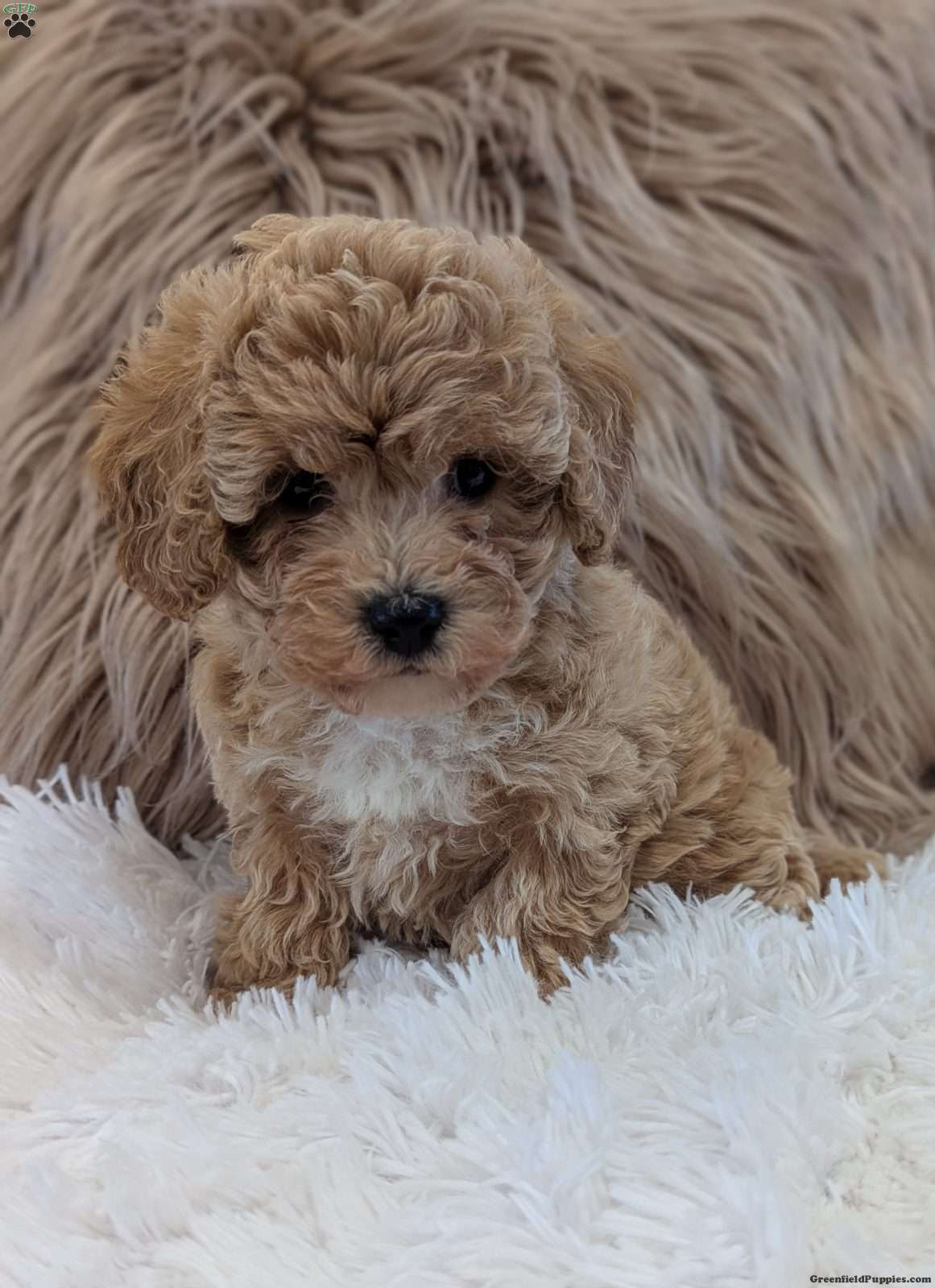 Zara (Bich-Poo, Female) in Sugarcreek, OH