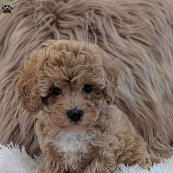 Zara, Bich-Poo Puppy