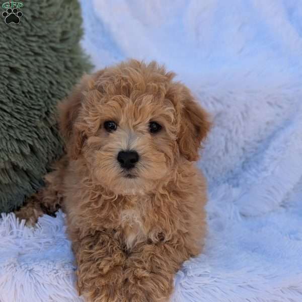 Stevie, Bich-Poo Puppy