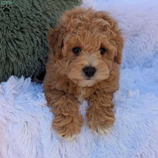 Mac, Bich-Poo Puppy