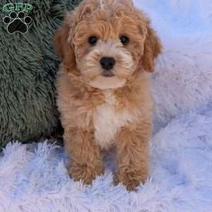 Jett, Bich-Poo Puppy