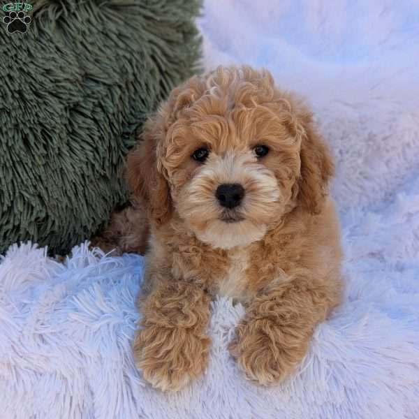 Jett, Bich-Poo Puppy