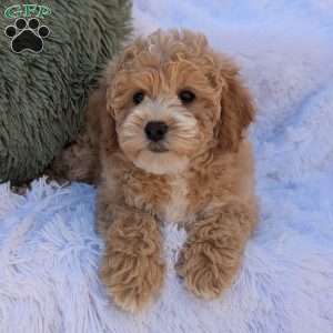 Jett, Bich-Poo Puppy