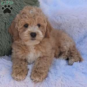 Jett, Bich-Poo Puppy