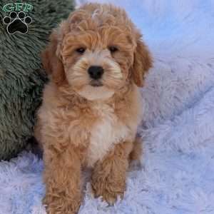 Jett, Bich-Poo Puppy